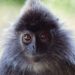 Restore rainforests and protect endangered animals