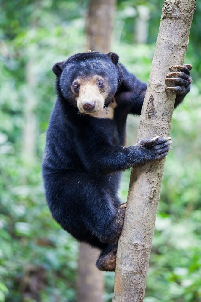 Sun Bear