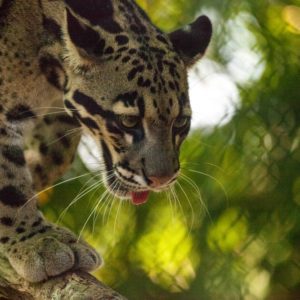 Clouded leopard