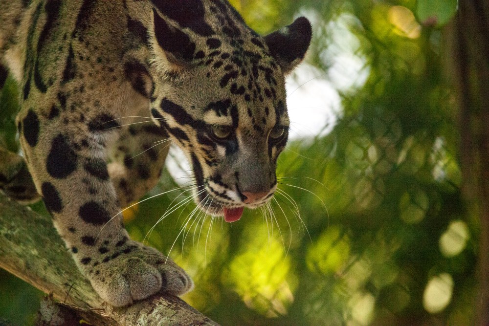 Clouded leopard