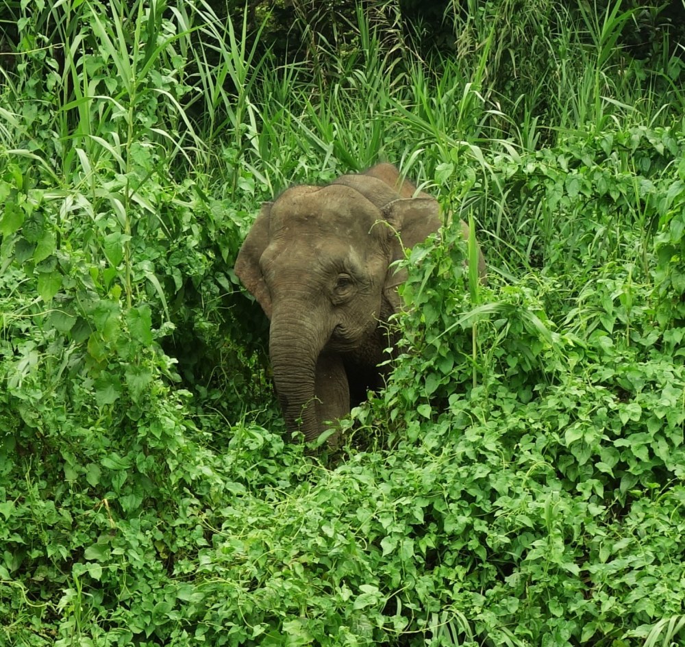 we protect rainforests in Borneo to ensure survival of the Bornean Elephant