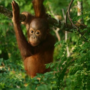 Orangutans are critically endangered - we protect rainforests in Borneo to ensure their survival