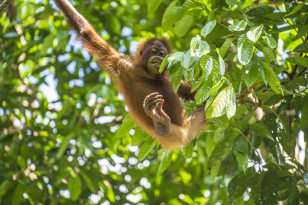 we protect rainforests in Borneo to ensure survival of the Orangutan