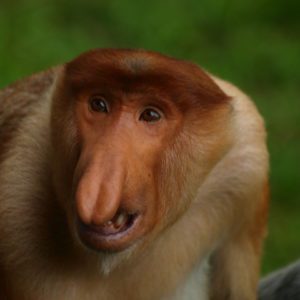 proboscis monkey only livees in Borneo