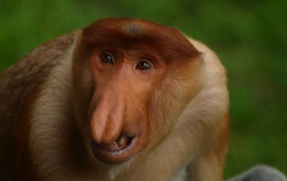 proboscis monkey only livees in Borneo