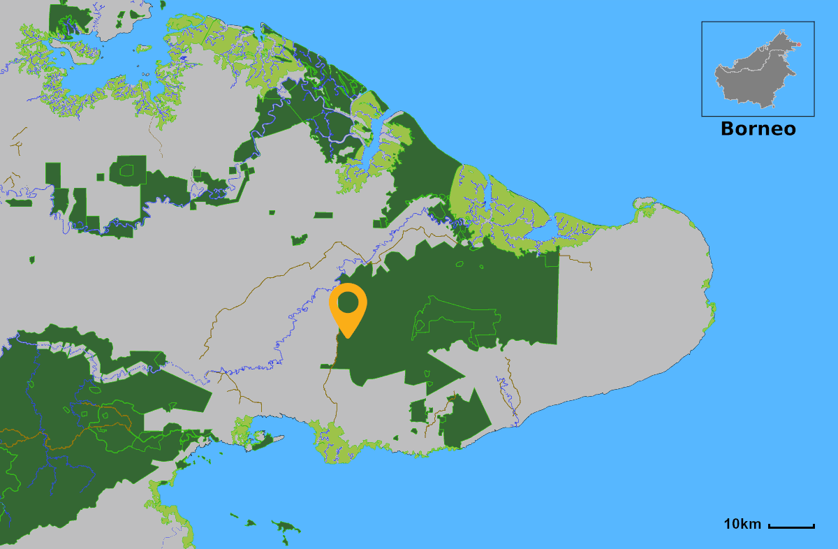 Forest restoration at tabin wildlife preserve