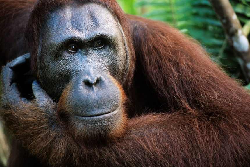 Orangutan - we protect forests in Borneo to ensure their survival