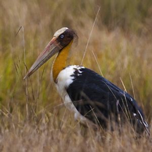 Lesser adjutant Stork