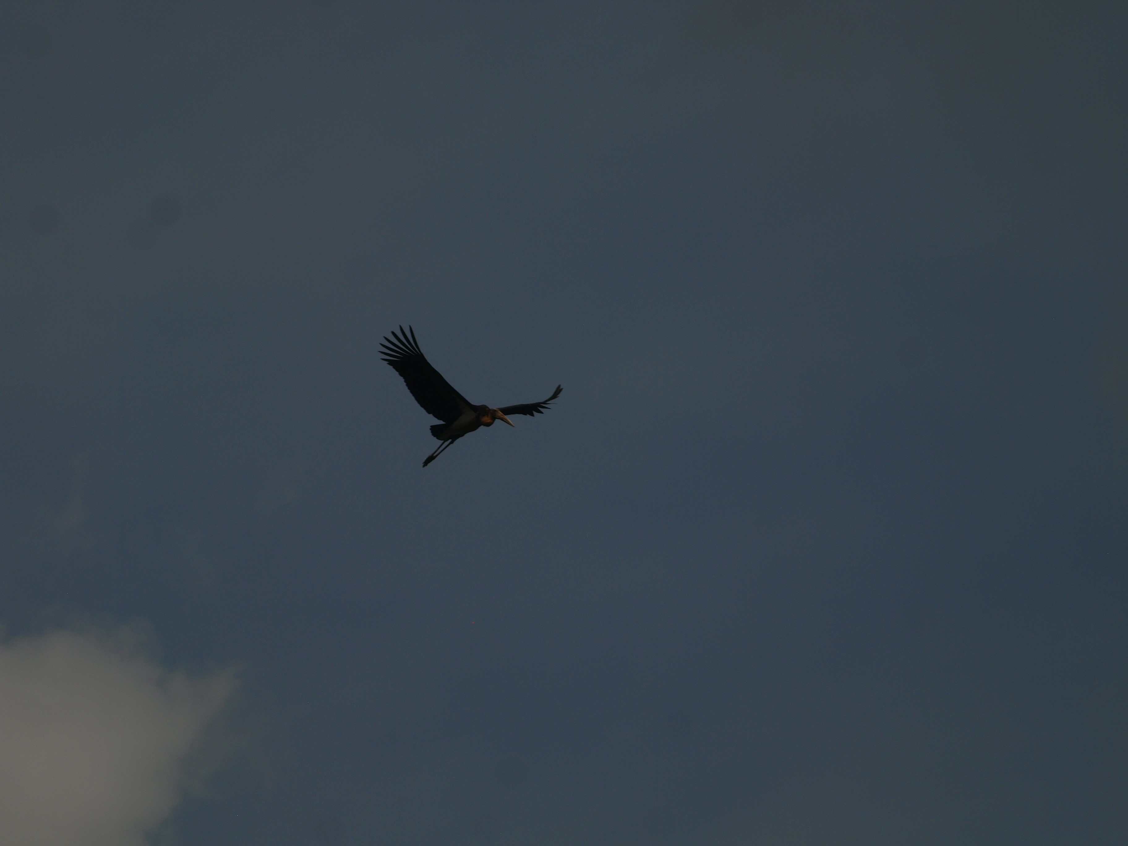 Lesser Adjutant in flight