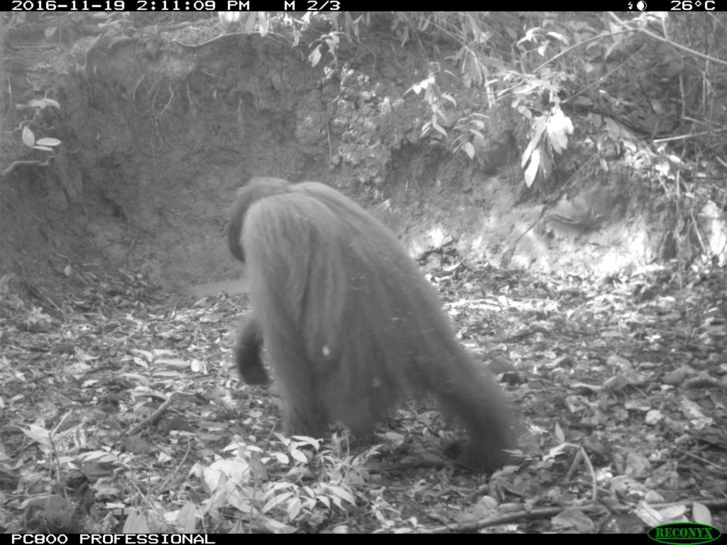 Northeast Bornean Orangutan Pongo Pygmaeus Morio camera trap image
