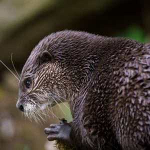 we protect rainforests in Borneo so that the Oriental Small Clawed Otter will survive