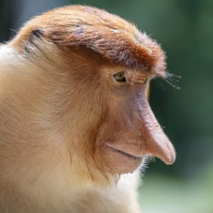 we protect rainforests in Borneo to ensure survival of the proboscis monkey