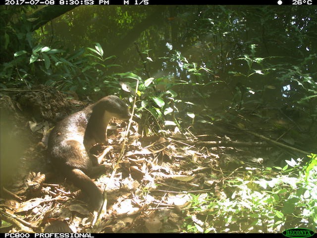 Asian small-clawed otter