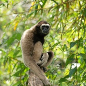 we protect rainforests in Borneo to secure habitat for the Borneon Gibbon