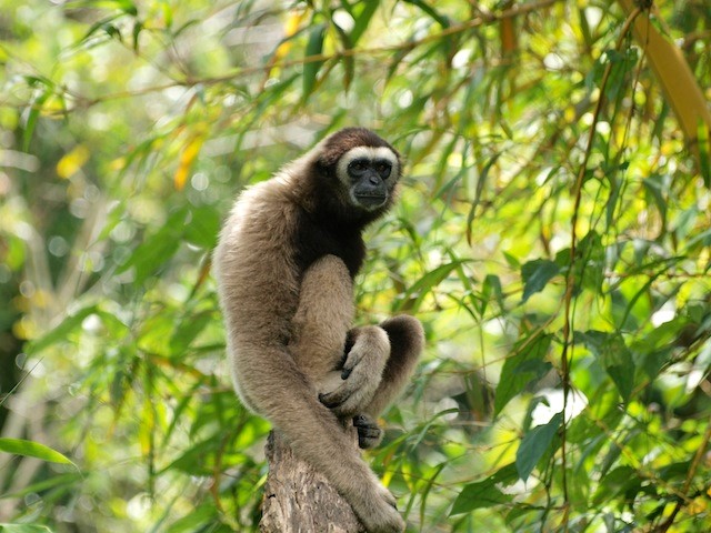 Bornean Gibbon