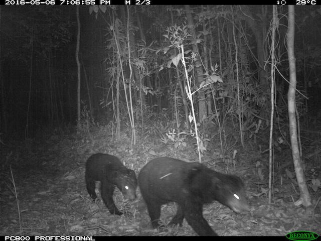 Bornean sun bear captured by our camera trap
