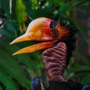 we protect rainforests in Borneo to ensure survival of the Helmeted Hornbill