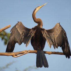 we protect rainforests in Borneo to secure habitat for the Oriental Darter