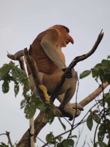 Proboscis Monkeys  New England Primate Conservancy