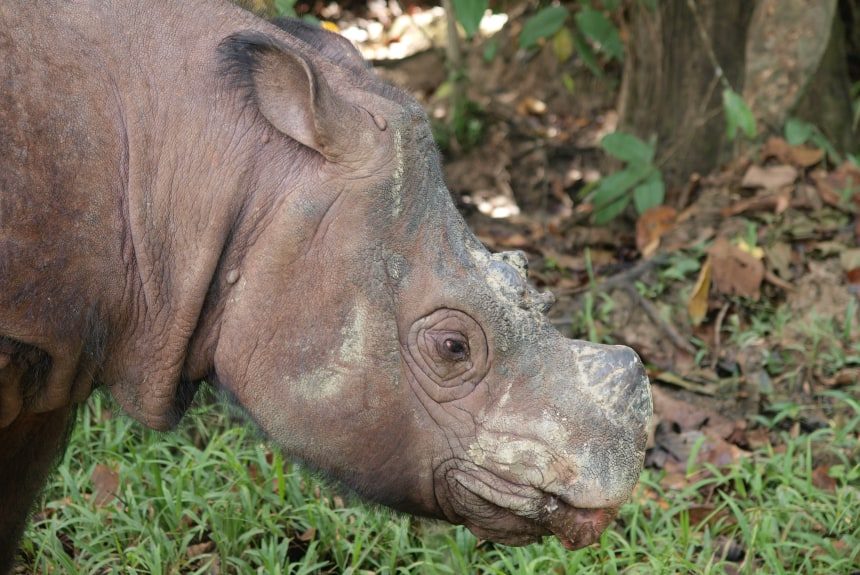 Sumatran rhinoceros 