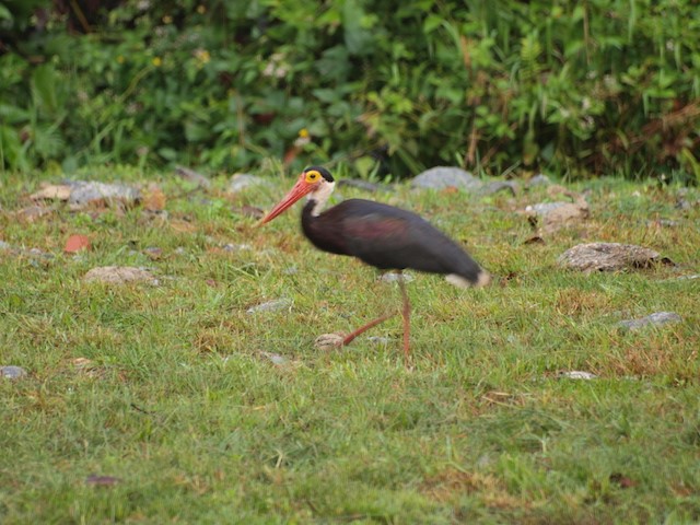 Storm's stork, Ciconia stormi