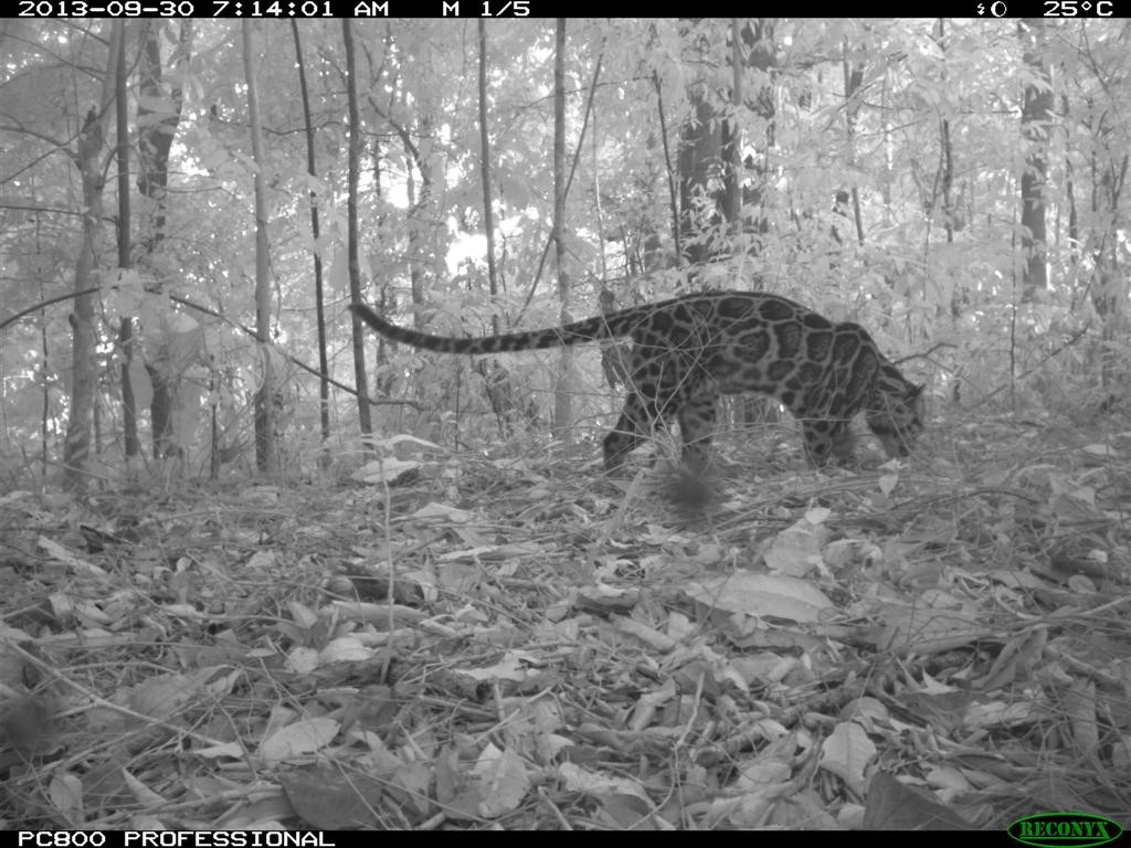 Sunda Clouded Leopard - (Neofelis diardi), Camera trap picture from the project area by IZW