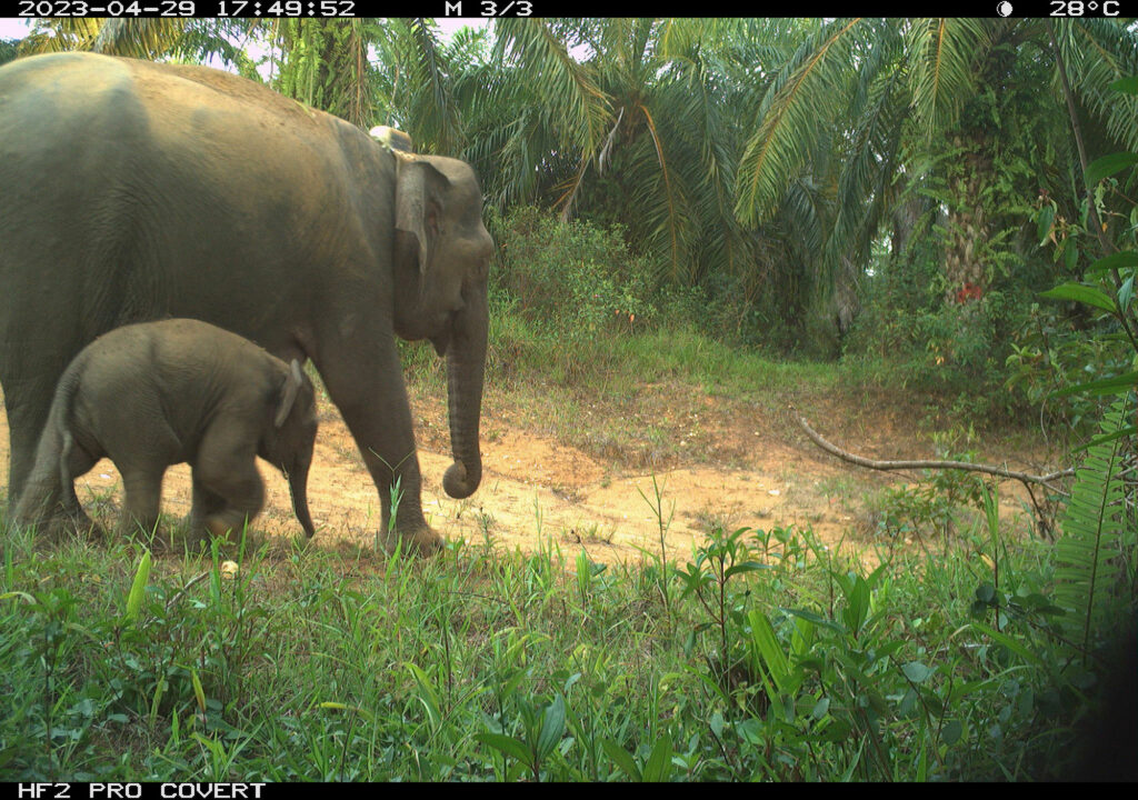 Borneo Elefanten