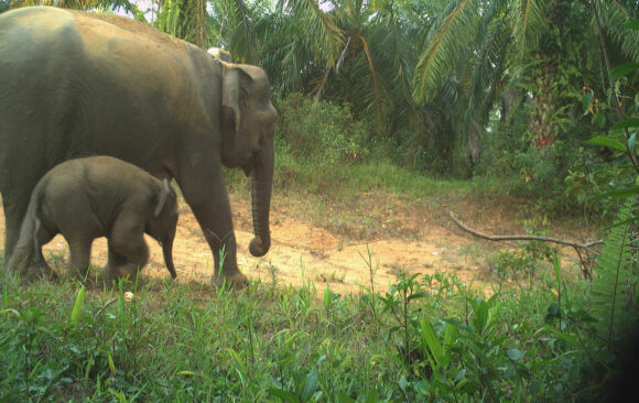 Borneo Elefanten