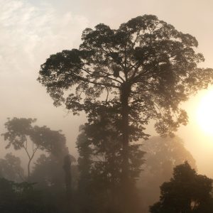 Früchte für die Tierwelt: RFF setzt auf tropische Feigenbäume