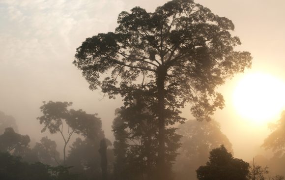 Früchte für die Tierwelt: RFF setzt auf tropische Feigenbäume