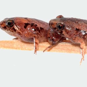 Wie der Elefant dem Frosch hilft – Warum Großtiere im Regenwald Borneos unverzichtbar sind