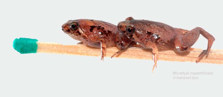 Der Engmaulfrosch Microhyla nepenthicola gehört zu den kleinsten Fröschen der Welt b_ How the Elephant Helps the Frog – Why Large Animals Are Indispensable in Borneo’s Rainforest