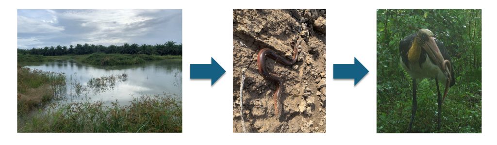 Der vom RFF 2022 angelegte See in Tabin produziert z.B. Aale, die u.a. von bedrohten Sundamarabus gefressen werden.