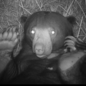 sunbear-in-rff-area Our work in 2025 and outlook