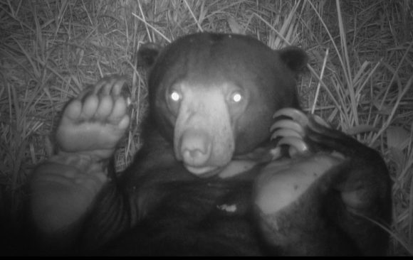 sunbear-in-rff-area Unsere Arbeit im Jahr 2025 und Ausblick